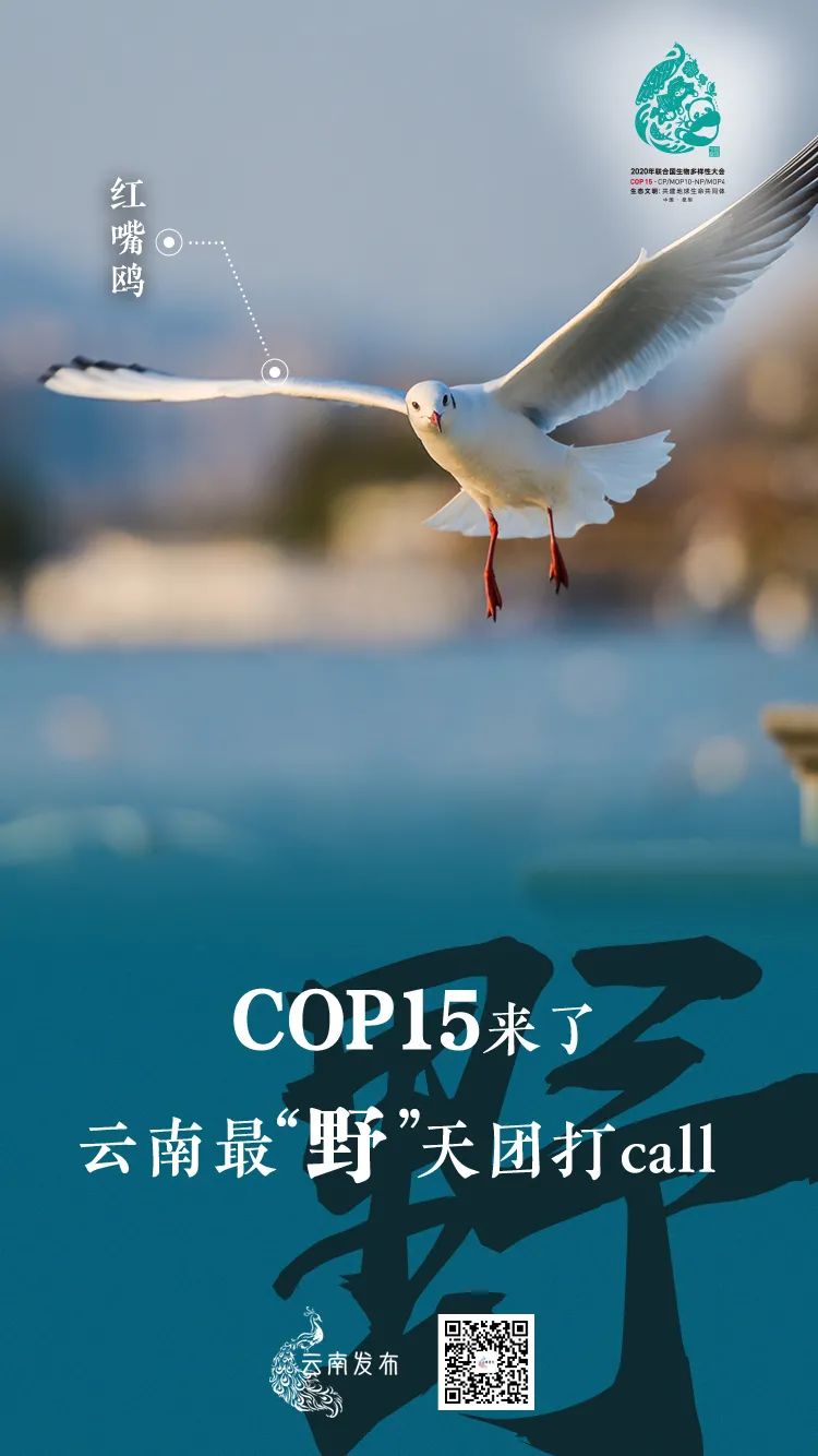 玉溪发布(微信)