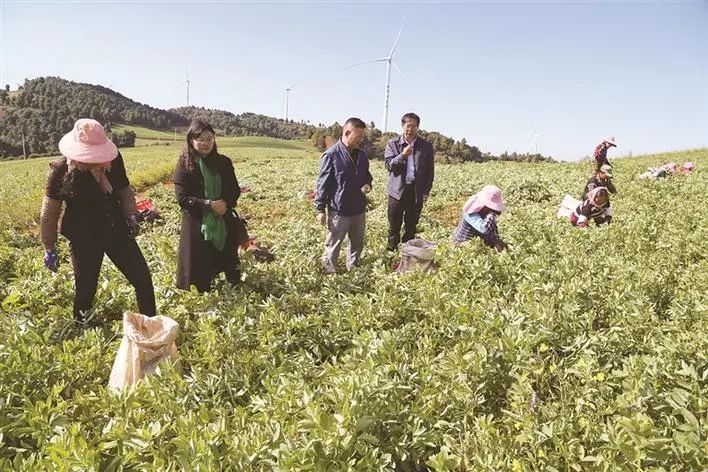 大理日报(微信)