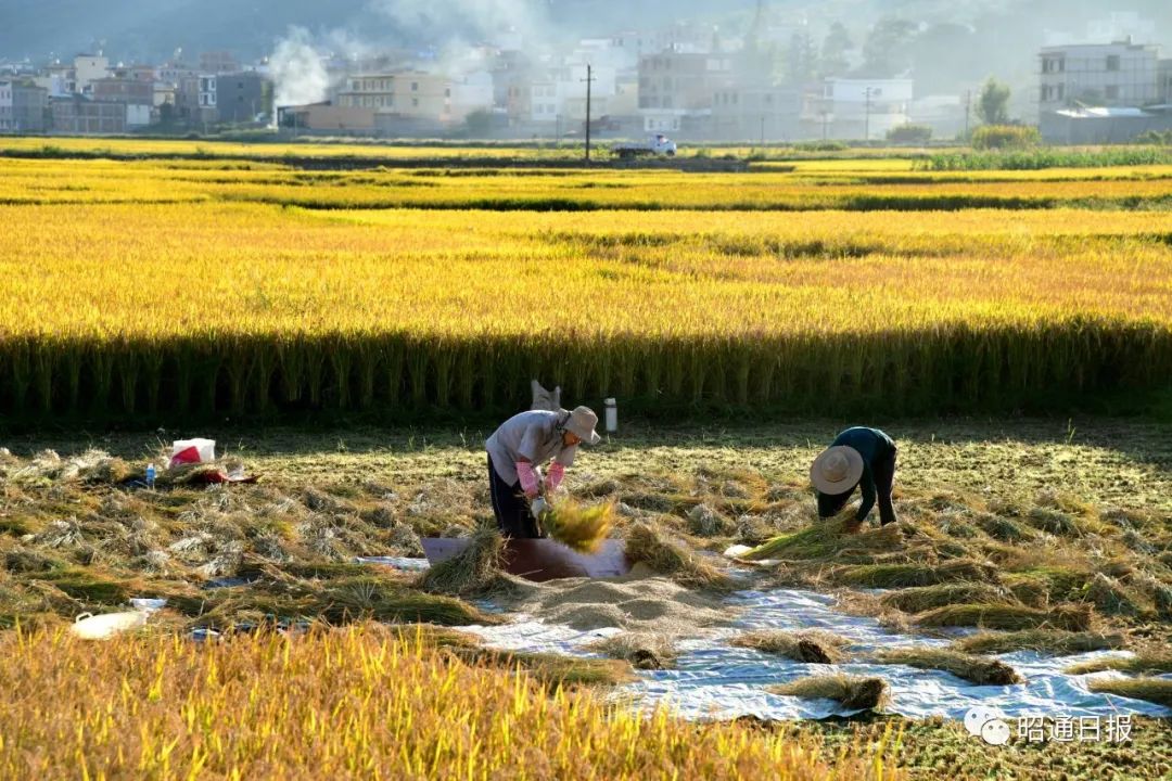 昭通日报(微信)