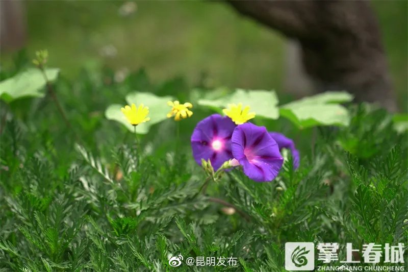 “昆明发布”微博