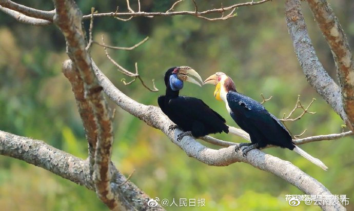 “云南发布”微博