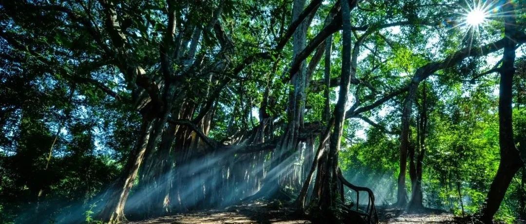 德宏团结报(微信)