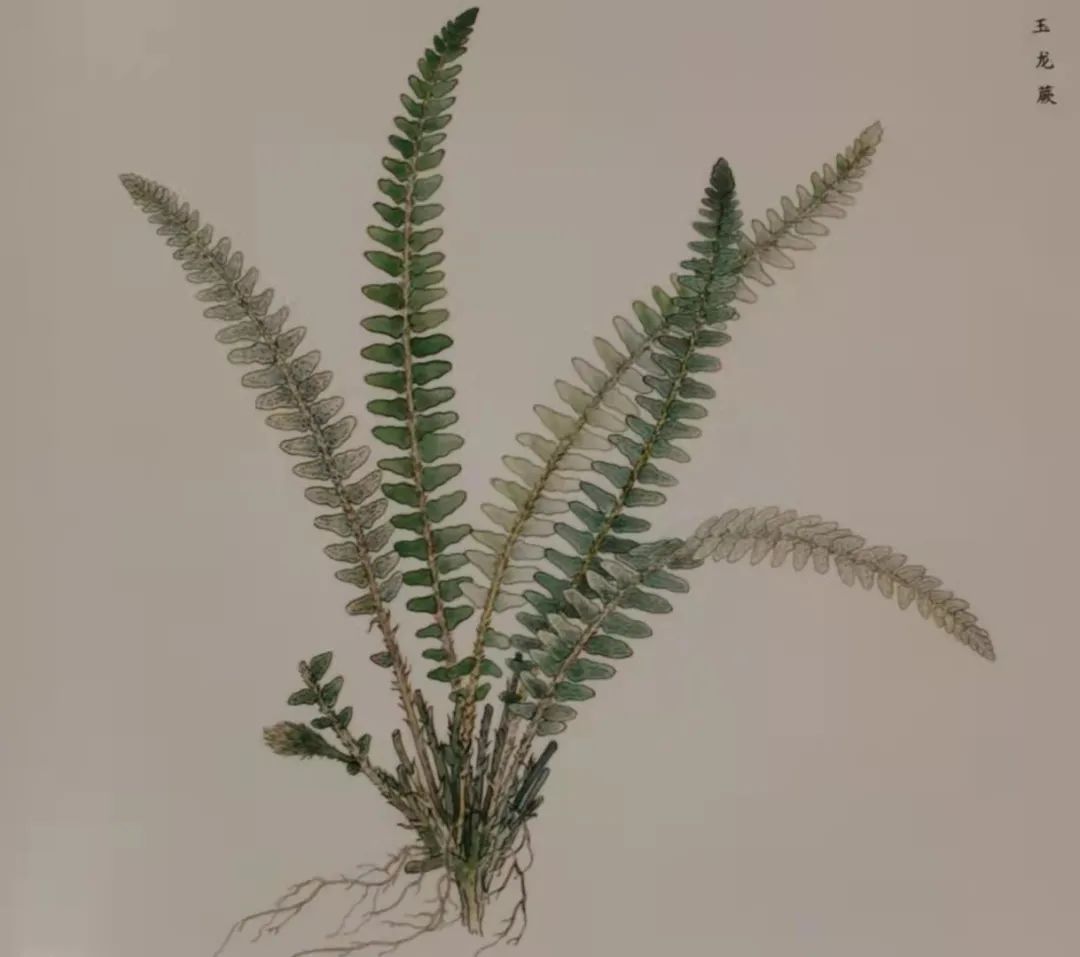 丽江日报(微信)