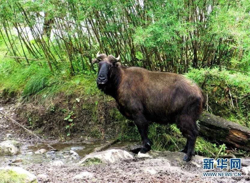 云南广播电视台(微信)