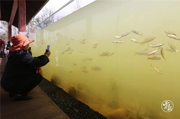 盘龙共青团(微信)