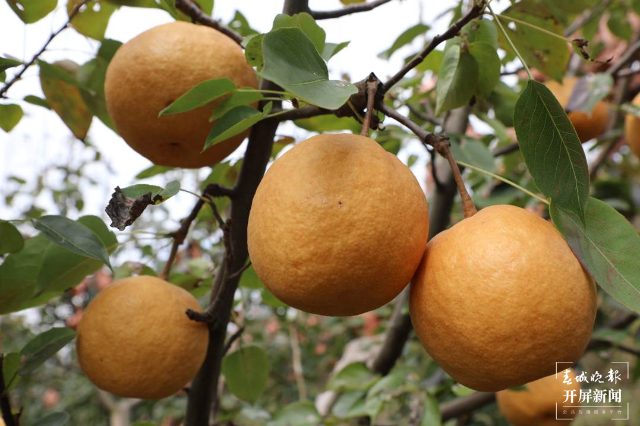 春城晚报(微信)