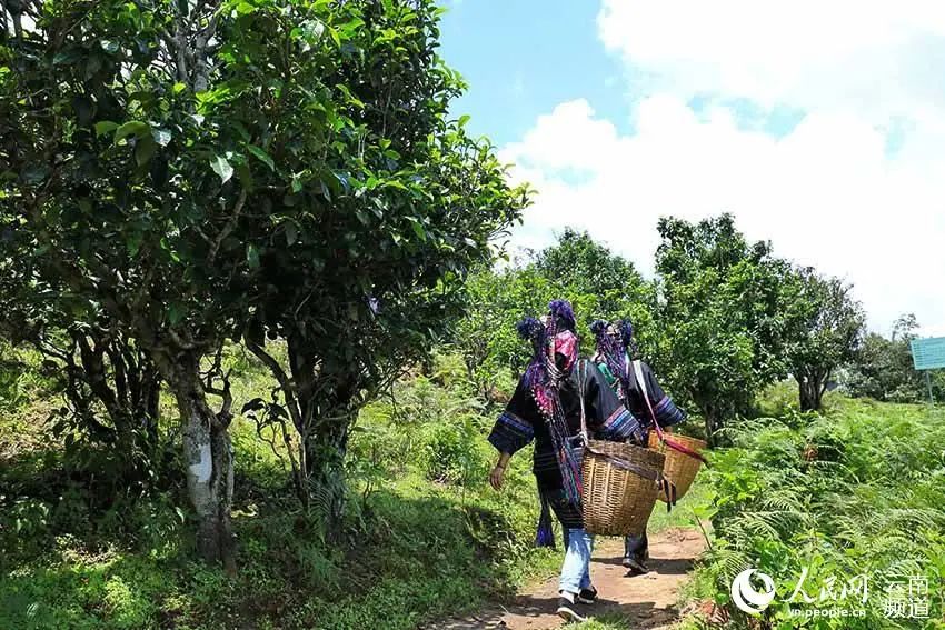 云南广播电视台(微信)