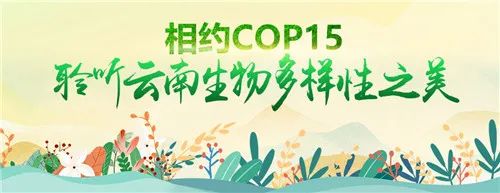 昆明发布(微信)