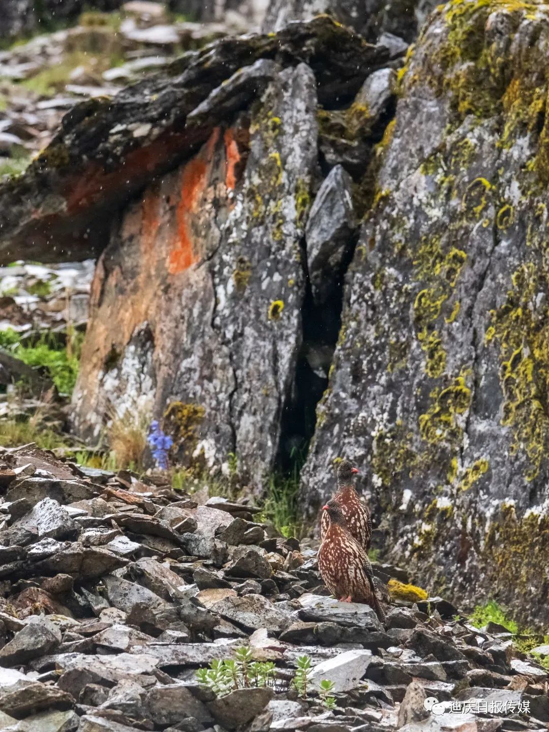 迪庆日报传媒(微信)