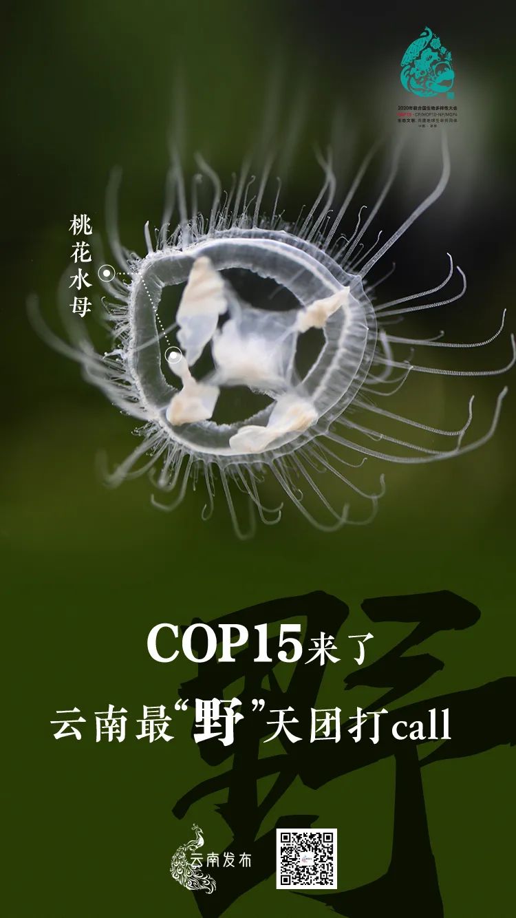 玉溪发布(微信)