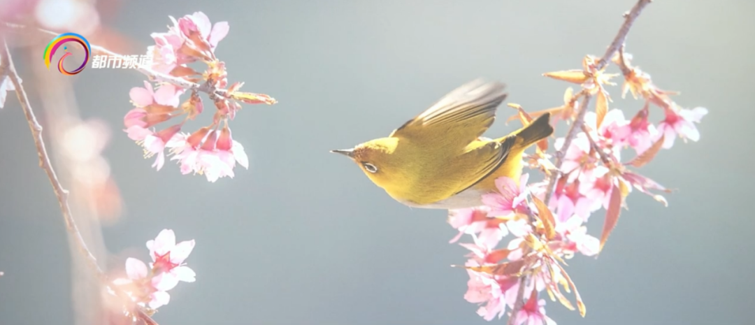 春城晚报(微信)