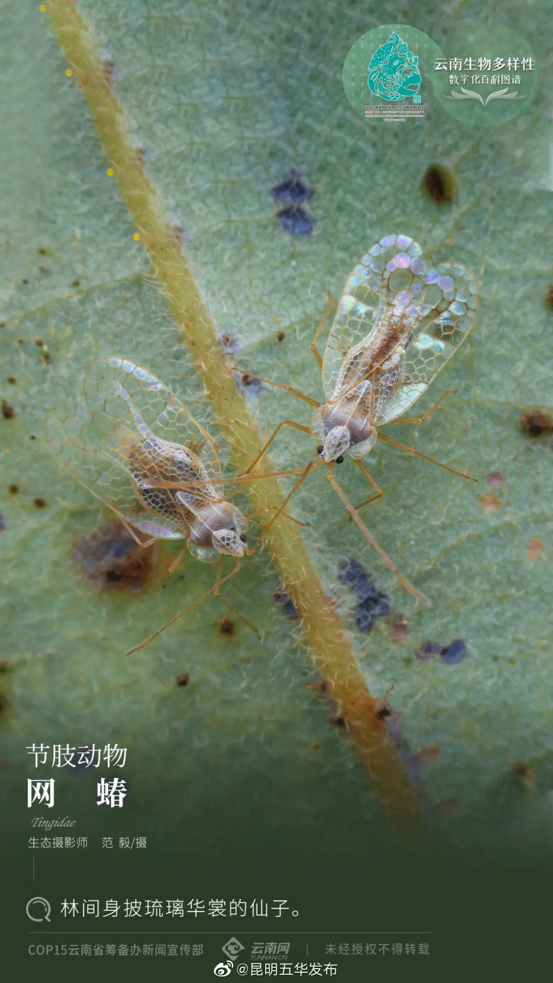 网蝽：林间身披琉璃华裳的仙子