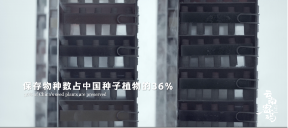玉溪发布(微信)