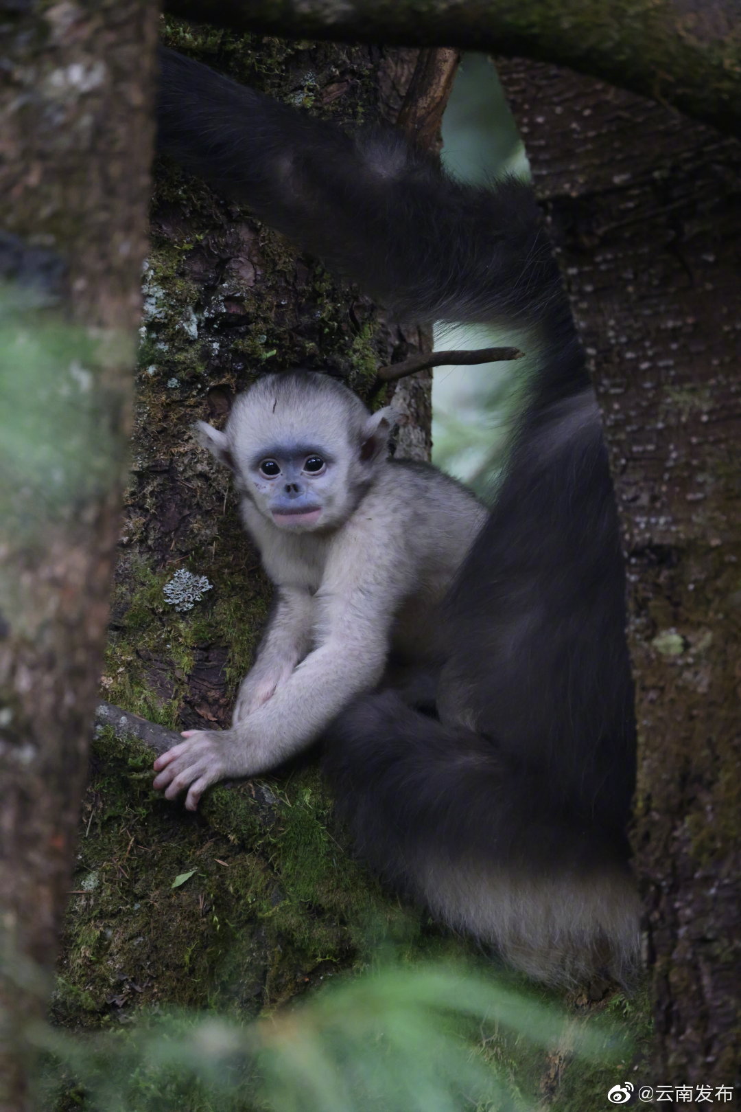 “云南发布”微博