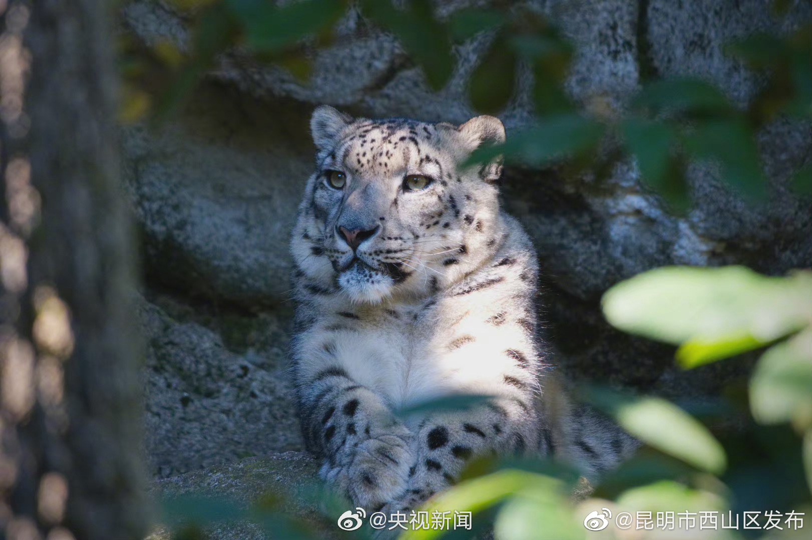 “昆明市西山区发布”微博