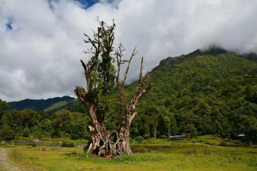 福贡先锋(微信)