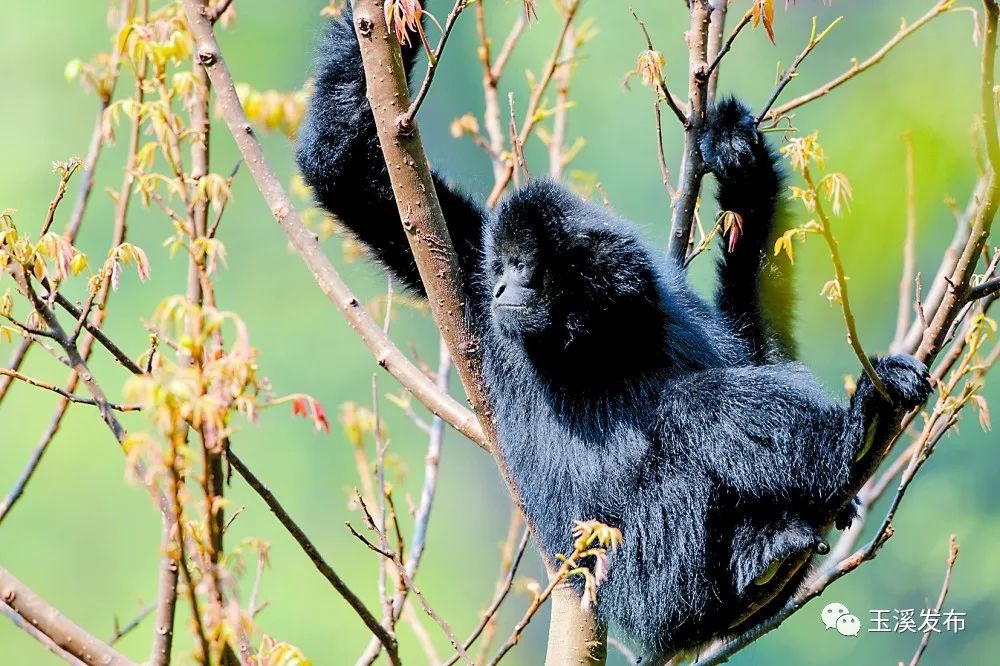 玉溪发布(微信)