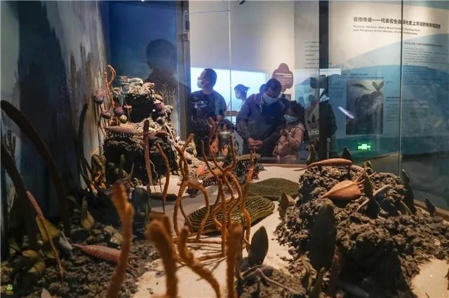 春城晚报(微信)