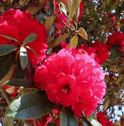 云南广播电视台(微信)