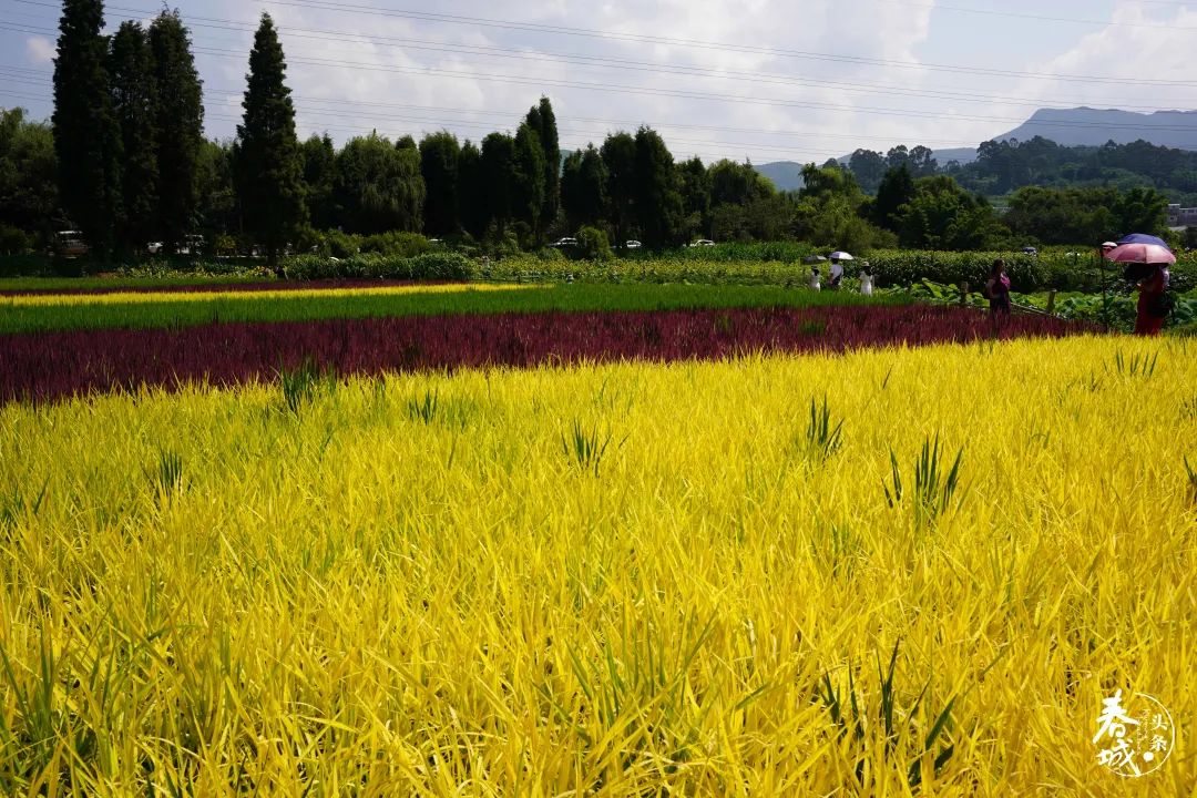 昆明发布(微信)