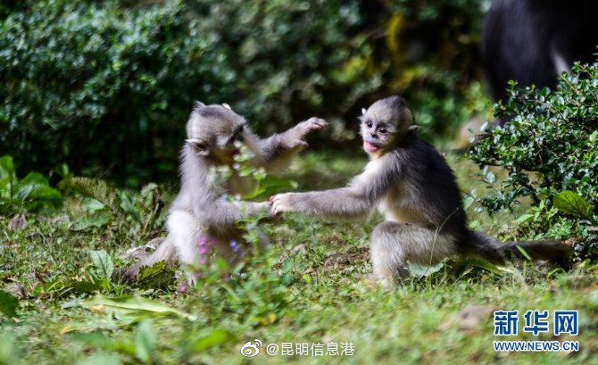 昆明信息港微博