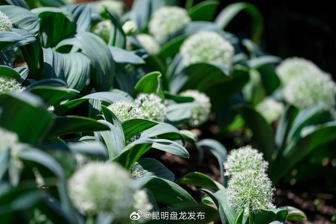 昆明盘龙发布