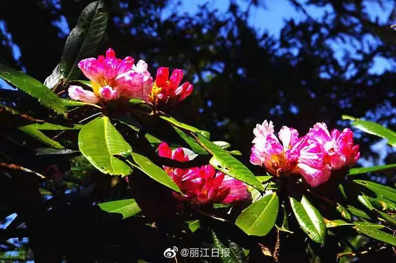 丽江日报(微信)
