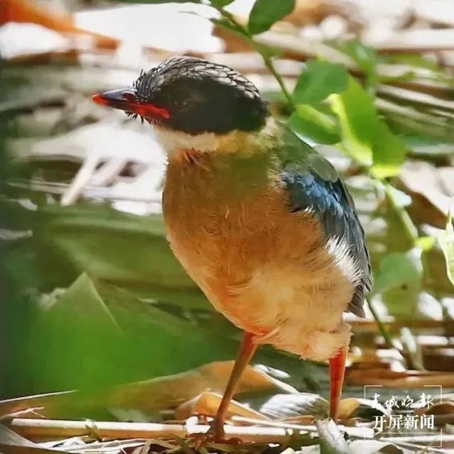 春城晚报(微信)