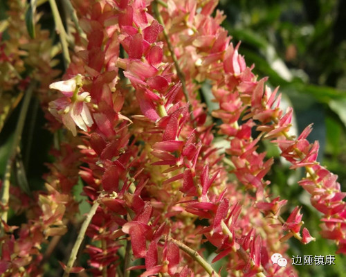 云南广播电视台(微信)