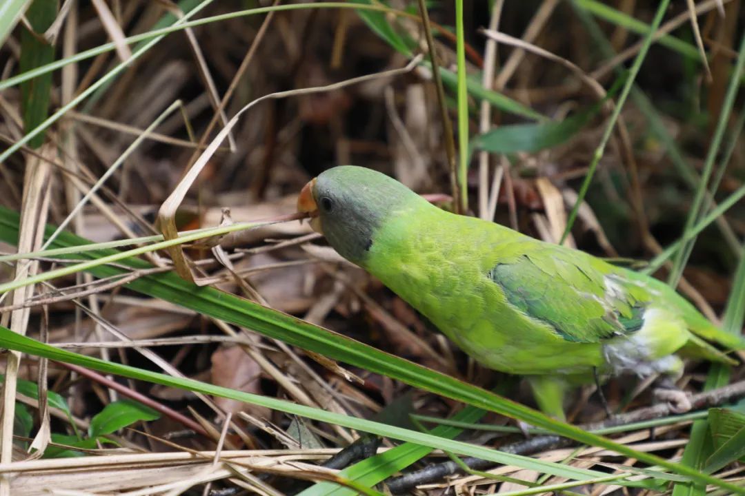 普洱日报(微信)