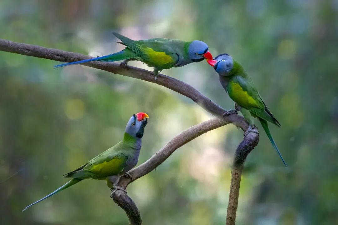 云南广播电视台(微信)