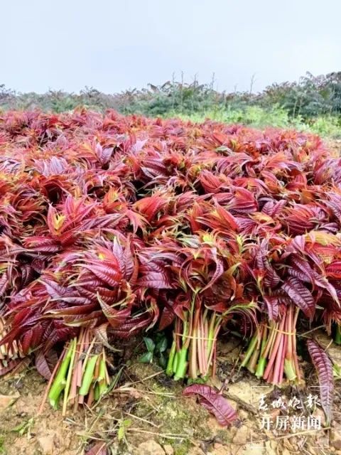 春城晚报(微信)