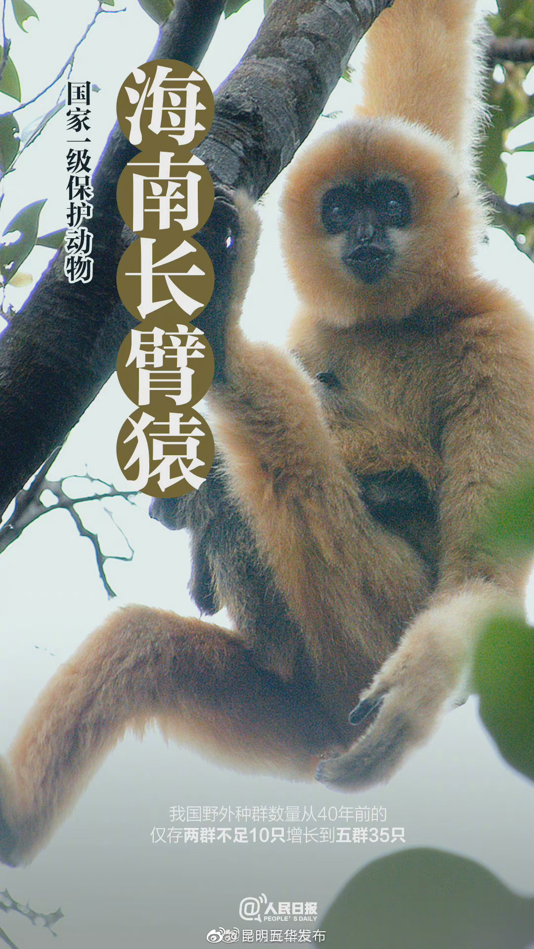 “昆明五华发布”微博