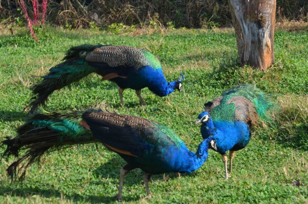 云南野生动物园(微信)