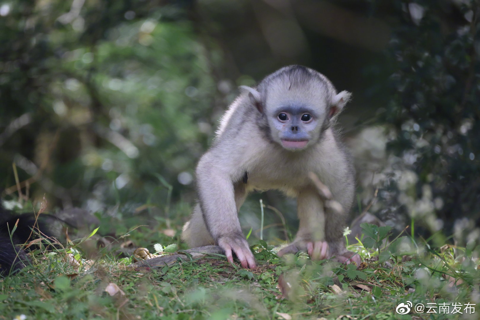 “云南发布”微博