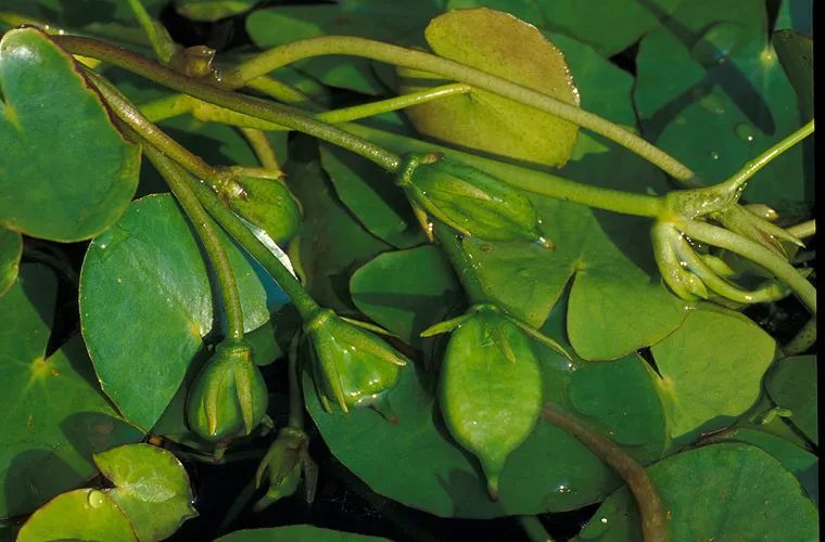 云南中医(微信)