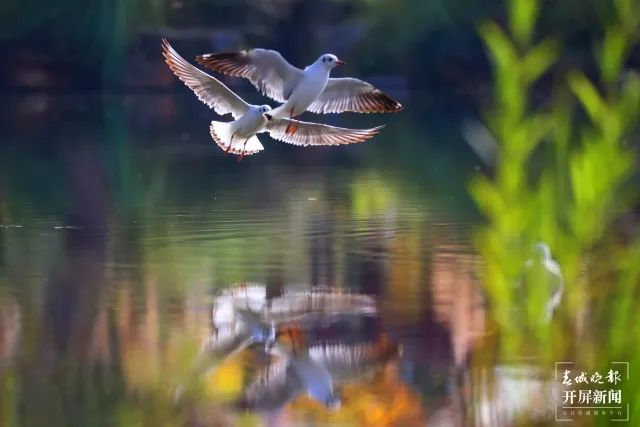 春城晚报(微信)