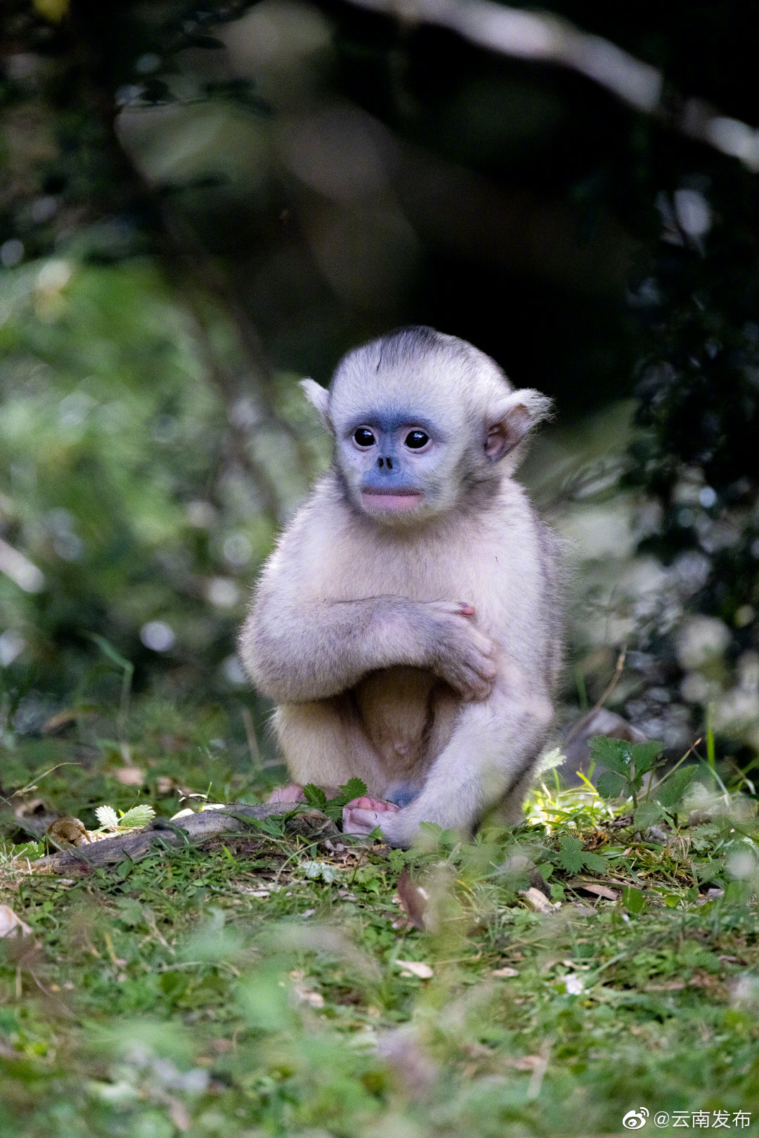 “云南发布”微博