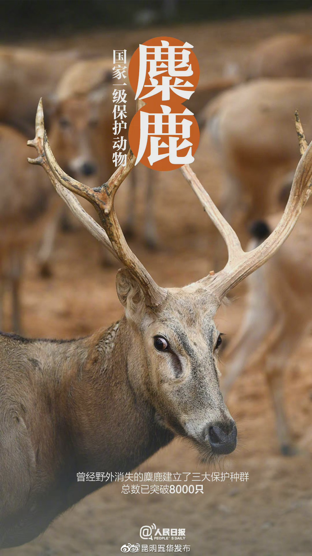 “昆明五华发布”微博