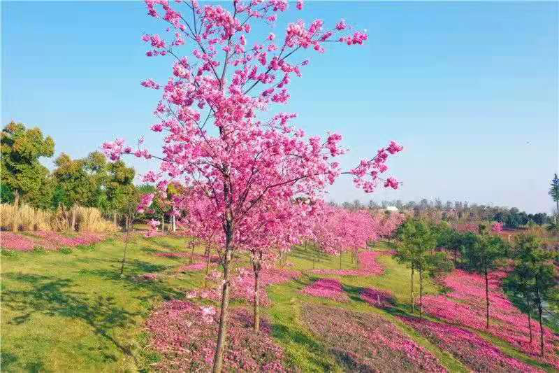 红河文旅(微信)