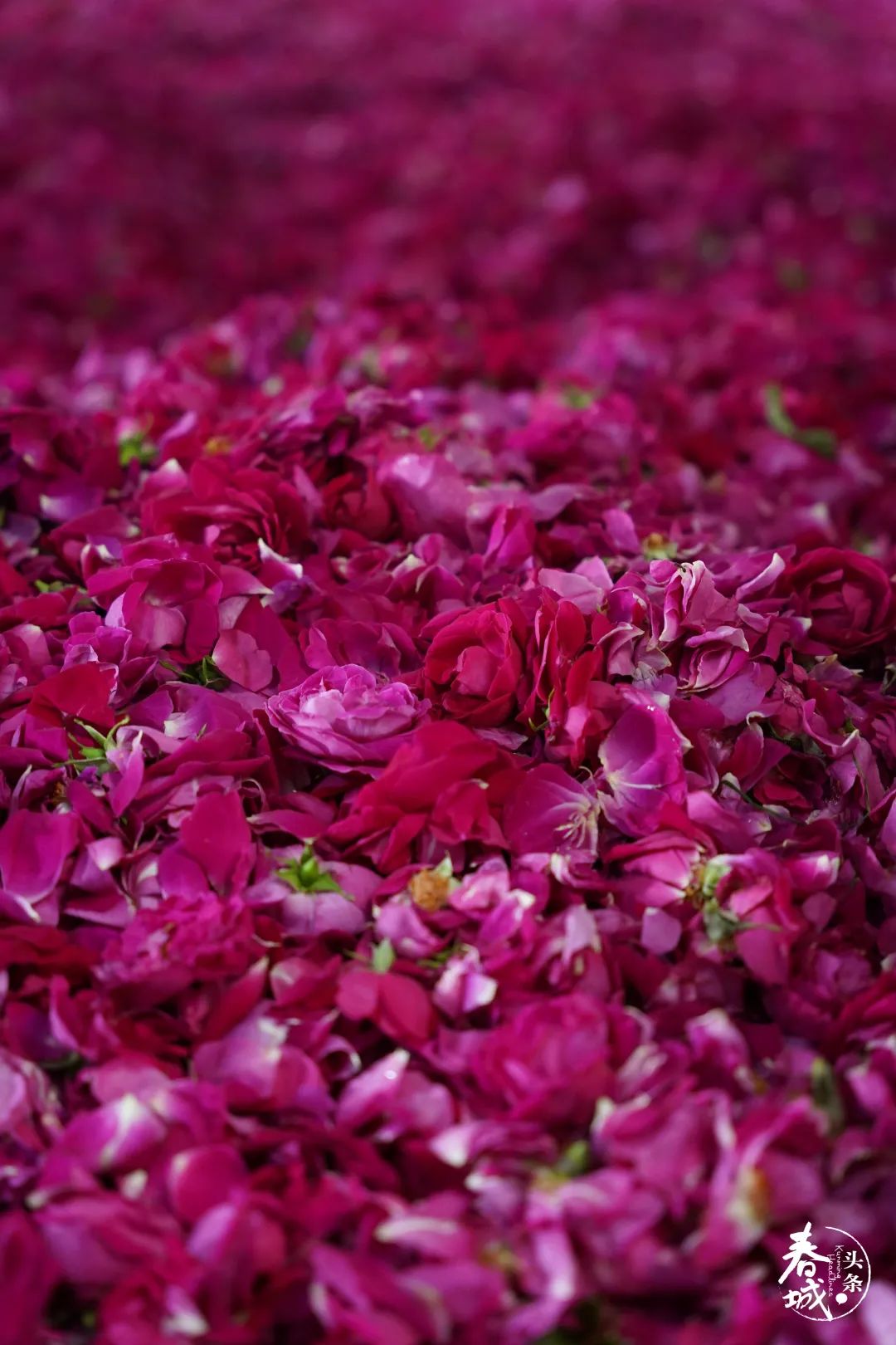 昆明发布(微信)