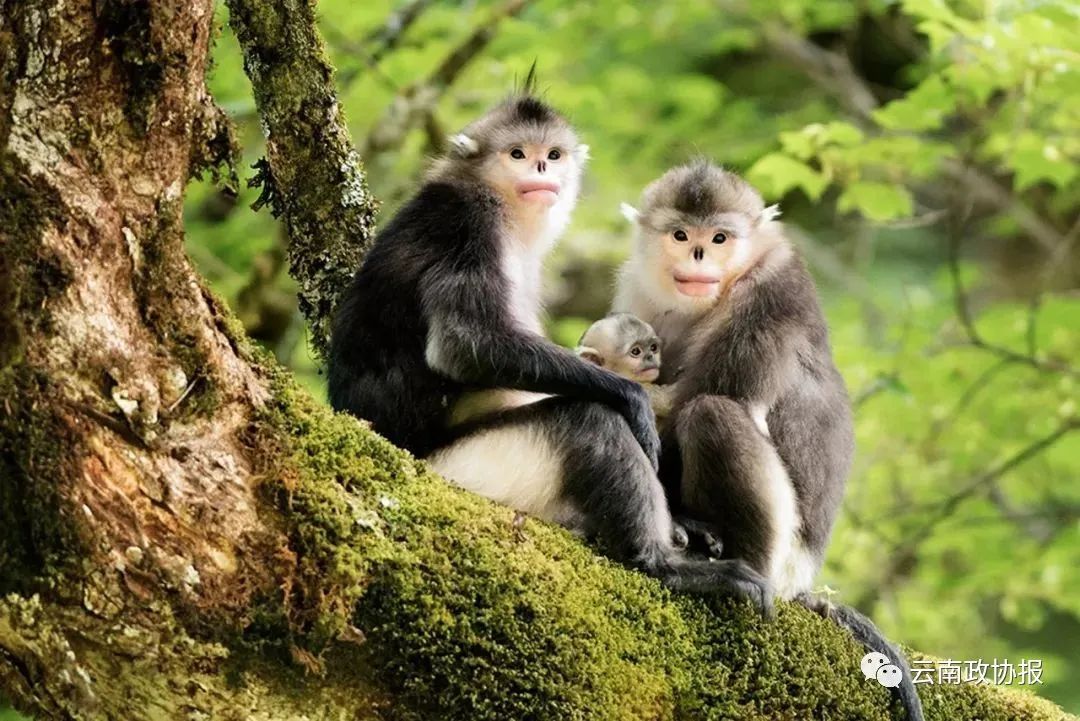 云南政协报(微信)