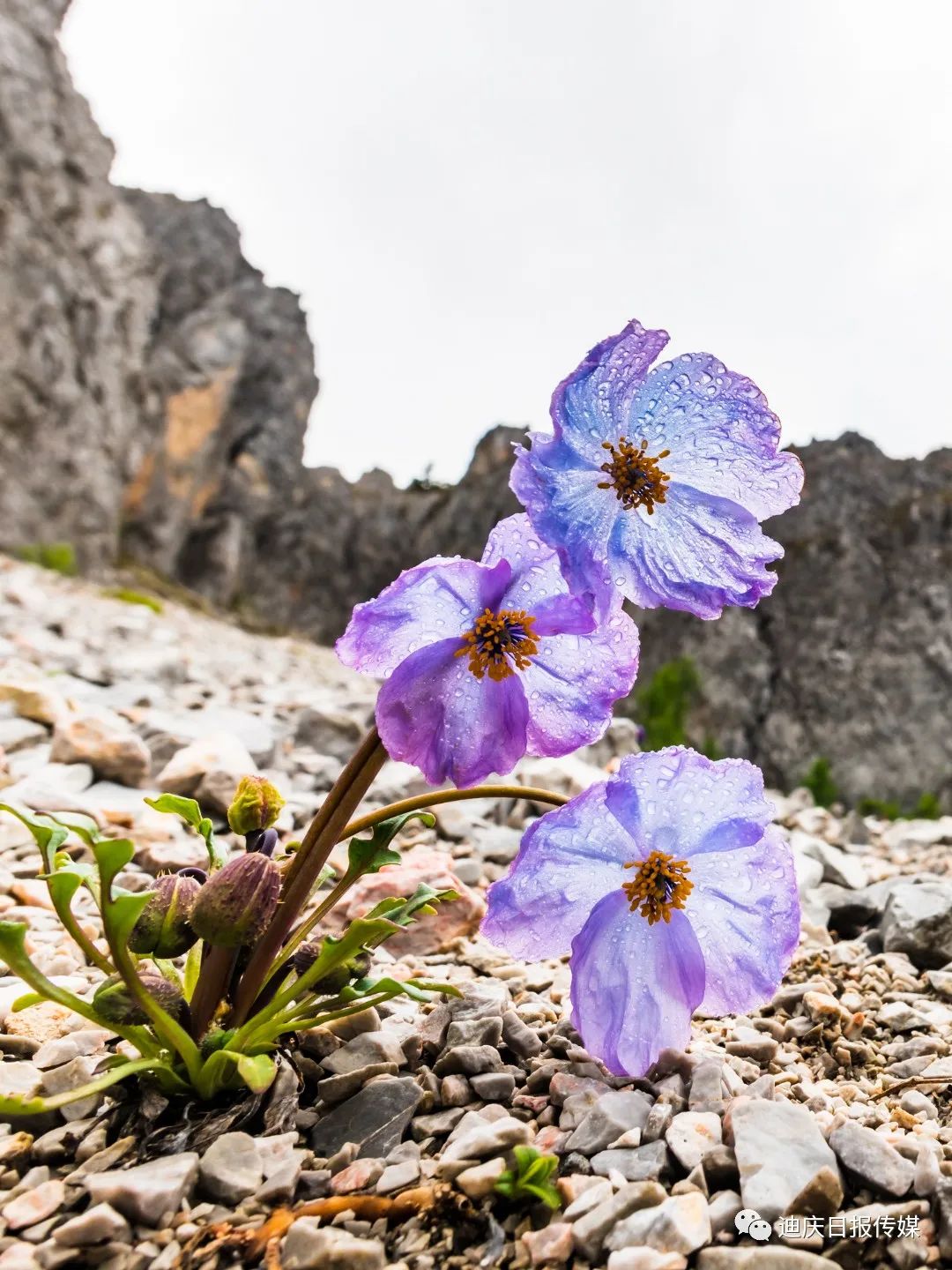 迪庆日报传媒(微信)