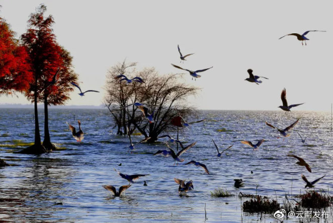 滇池流域首次生物多样性调查成果发布