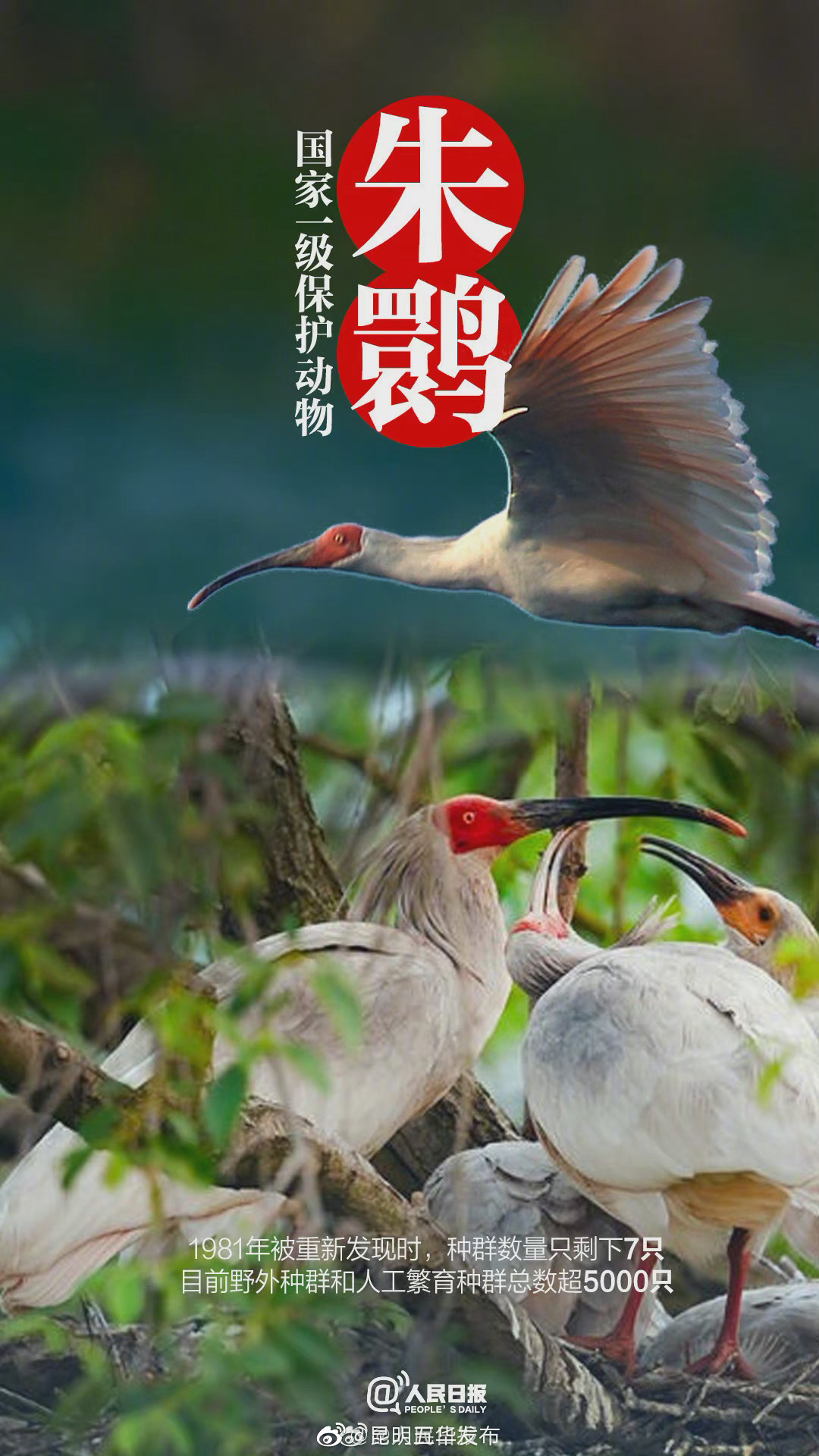 “昆明五华发布”微博