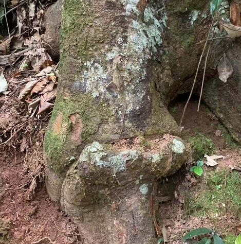 西双版纳望天树景区