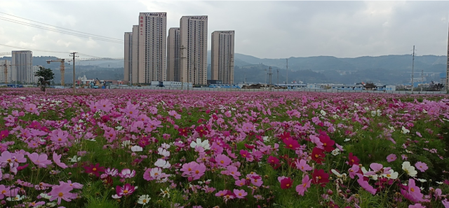 春城晚报(微信)