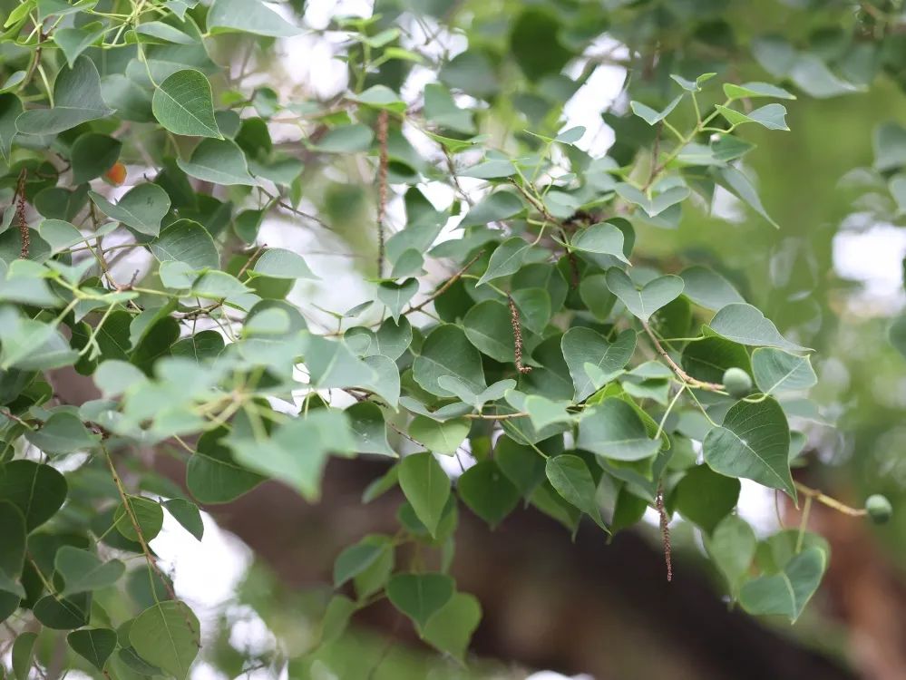 红河文旅(微信)