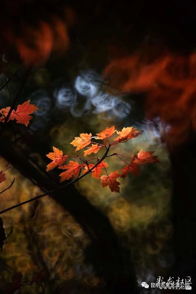 昆明市黑龙潭公园