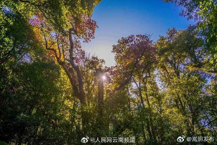 嵩明发布